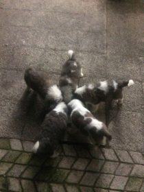 6fdbc1b3-e11c-4526-845a-05b11d927fa5