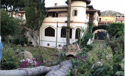 Albero e investimento cavallo