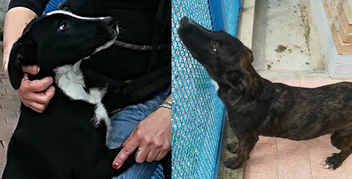 Qui la Zampa - Zito e Zuccherino in cerca di casa. E' emergenza volontari al canile di Donnici 52 Zito e Zuccherino 02