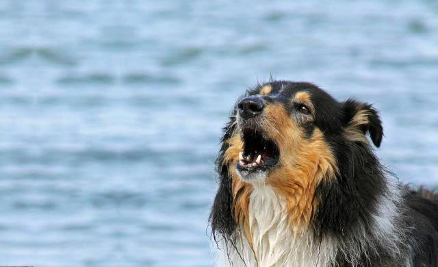 cane che abbaia