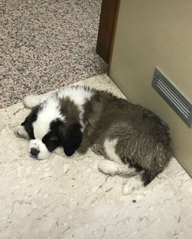 cucciolo san bernardo