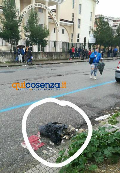 FOTONOTIZIA - Cane senza vita avvolto in un sacchetto lasciato per strada 57 cane in un sacchetto industriale 02