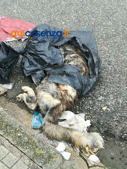 FOTONOTIZIA - Cane senza vita avvolto in un sacchetto lasciato per strada 56 cane in un sacchetto industriale