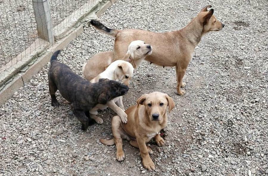 Sally e le sue 5 meraviglie. Il cucciolo timido non fa la pipì fuori? Consigli utili (AUDIO) 54 sally copertina