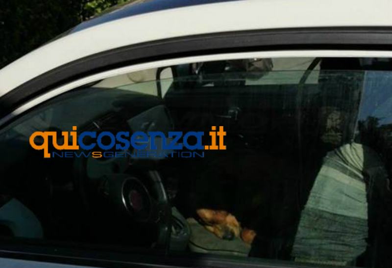 cani piazza europa lasciati auto 03