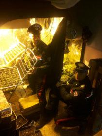 droga essiccata arma