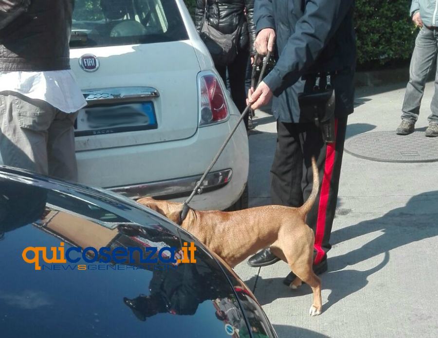 pittbull piazza europa