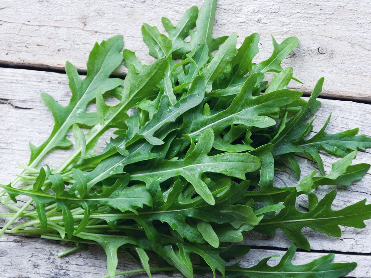 RUCOLA