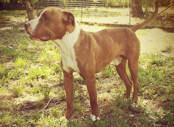 Paco un amore di pitbull e il piccolo Macchia. 10 giugno, mostra per aiutare gli invisibili 54 Paco