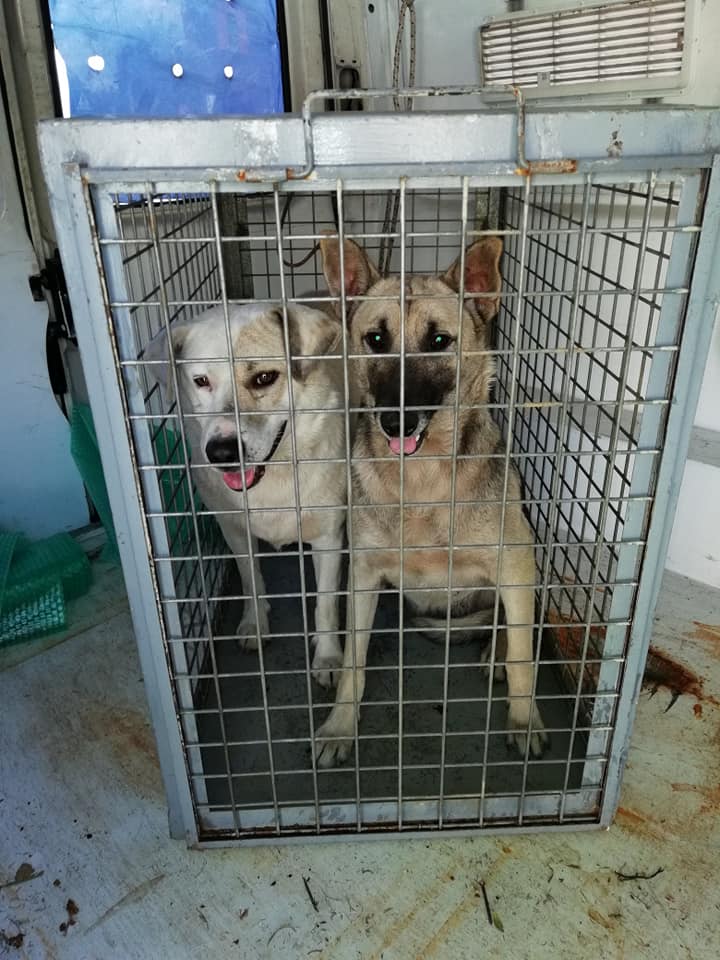 cani catturati santa teresa (2)