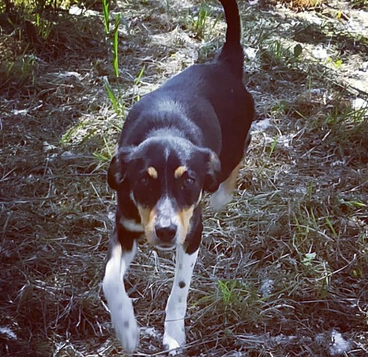 Paco un amore di pitbull e il piccolo Macchia. 10 giugno, mostra per aiutare gli invisibili 55 macchia