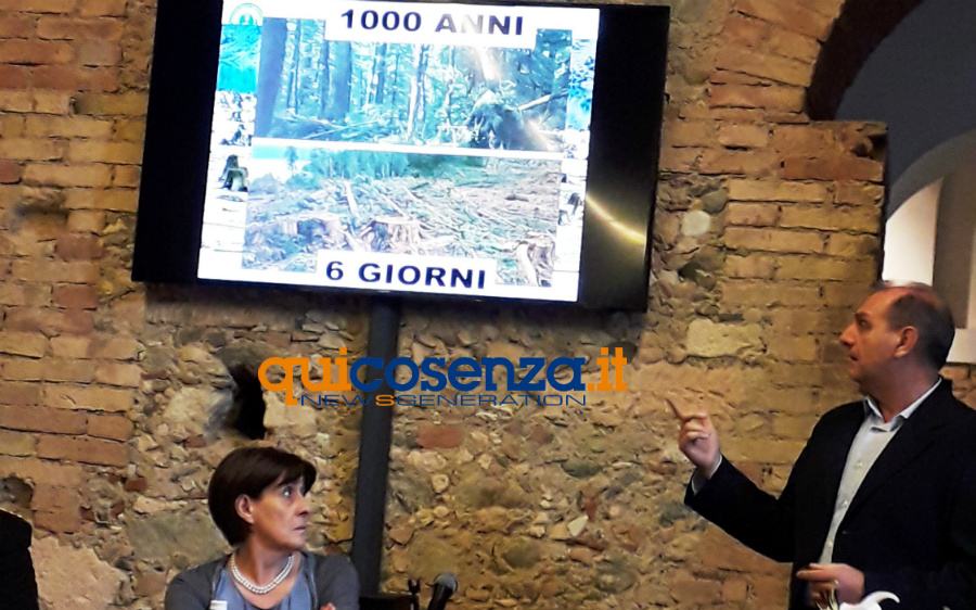 Foreste e Boschi 2