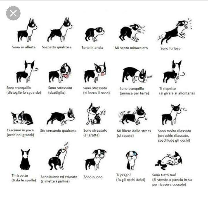 Vicky si sta lasciando andare. Le "posture-segnali" dei cani (AUDIO) 55 IMG 20180525 WA0061