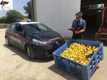 Furti 'creativi' in provincia di Cosenza, arrestate quattro persone 54 IMG 20180604 WA0018
