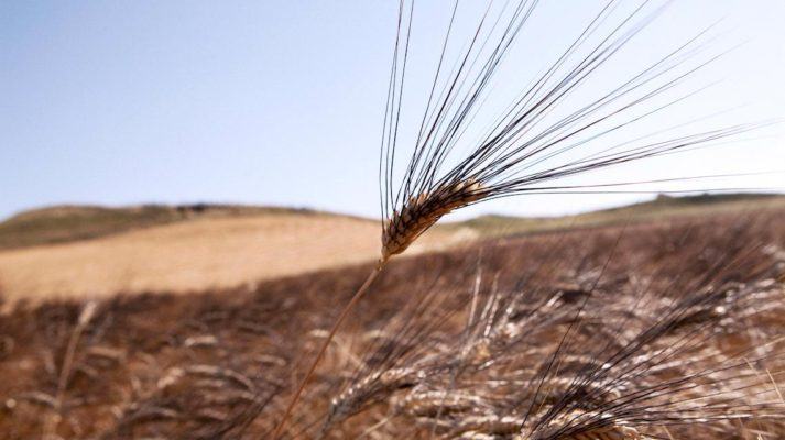 Musica popolare, pittori e fotografi arricchiranno la Festa della Mietitura a Rossano 55 grano