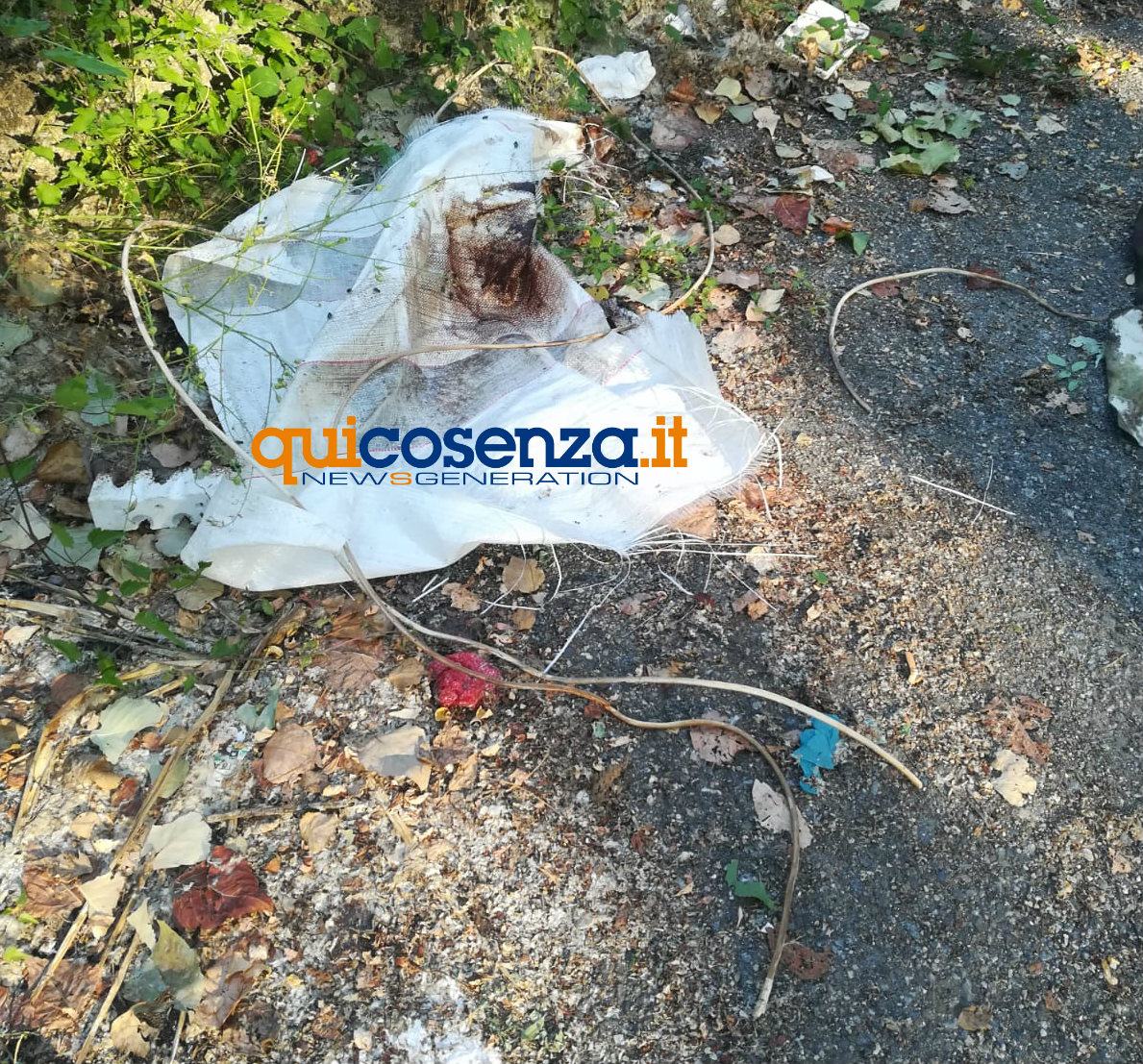 Rende, macabro ritrovamento. Cagnetta legata e lasciata in un sacco a bordo strada 54 lacci cane trovato rende