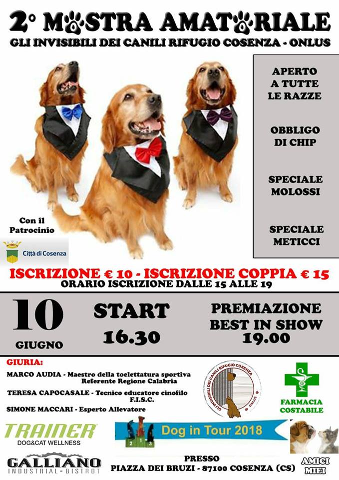 Romoletto e le sue orecchie simpatiche. Domani la 2^ mostra canina amatoriale 55 mostra