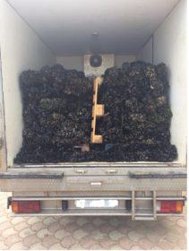 sequestro di 2 tonnellate di cozze prive di documentazione
