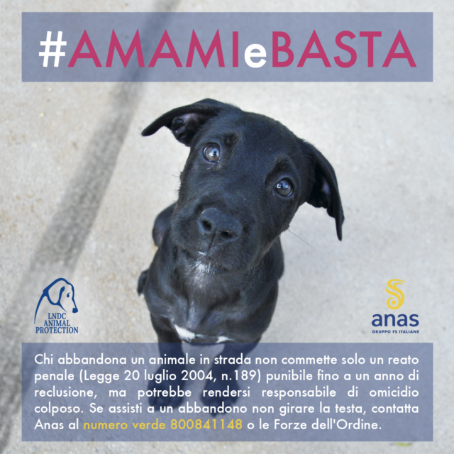 Anas LNDC AmamieBasta