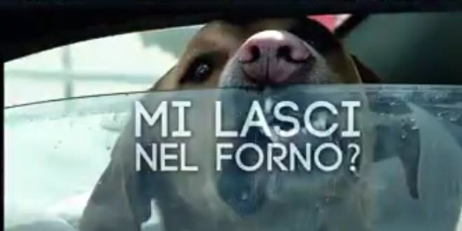 La piccola Carlotta per una nuova vita. Consigli: "mai lasciare il cane in auto" (AUDIO) 57 Cane chiuso in auto 2 1