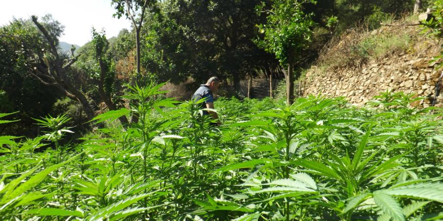 Piantagione marijuana 2