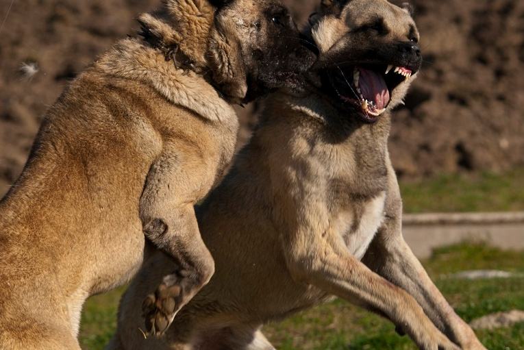 combattimenti animali