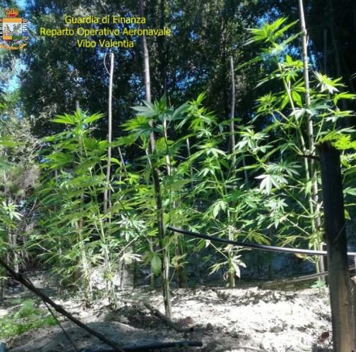 marijuana piantagione vibo valentia