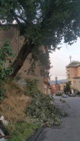 12alberipericolanti