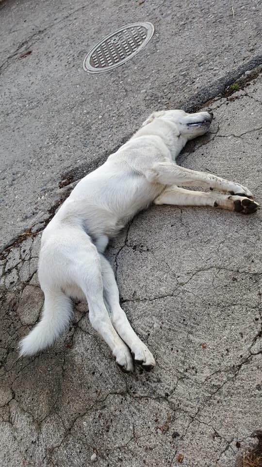 Cani avvelenati a Dipignano, Morra: "gravissimo episodio, lì qualcuno è disturbato" 54 38698901 10155861201847956 6859919308449906688 n