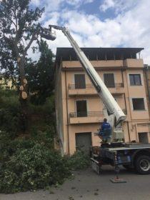 38alberipericolanti