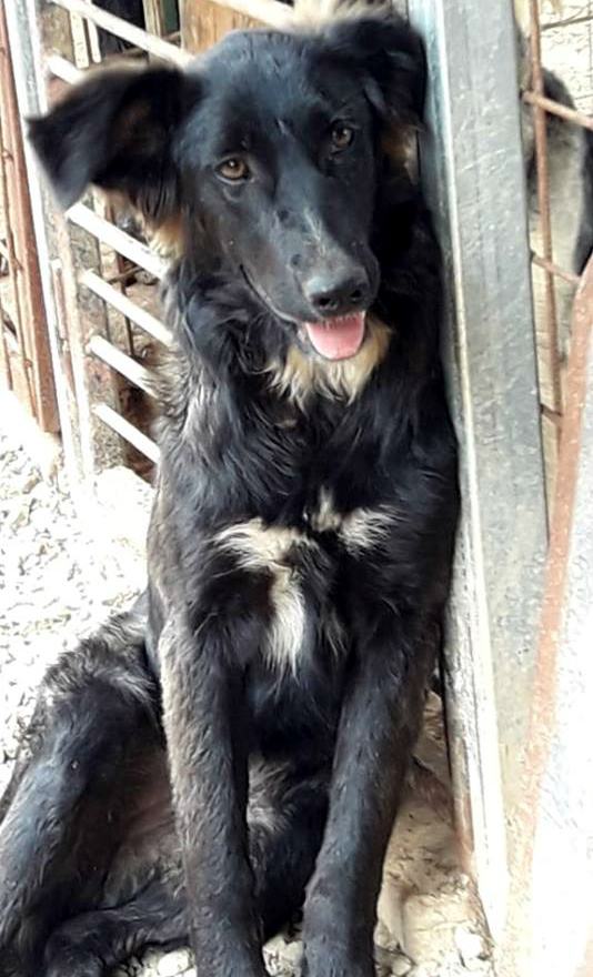 Ebony, forte ed elegante. Lo scodinzolio? Destra o sinistra è diverso il messaggio 55 Ebony 02