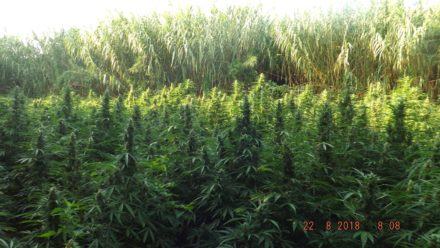 PIANTAGIONE GDF rc roccaforte bovalino3.jpg04