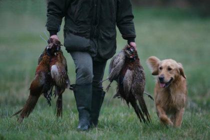 battuta di caccia ai fagiani