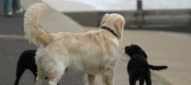 Ebony, forte ed elegante. Lo scodinzolio? Destra o sinistra è diverso il messaggio 57 cane scodinzola e1488562875164