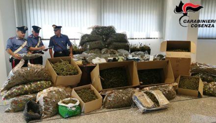 Maxipiantagione di marijuana a Montalto Uffugo, l'arrestato gestiva l'intera filiera (FOTO) 58 Foto Stampa CC Rende 4 MOD