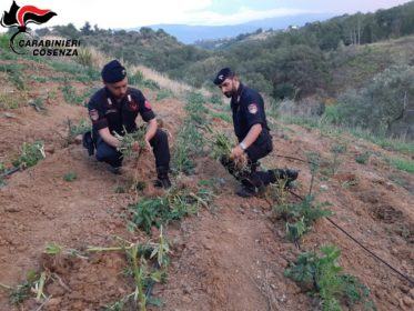Maxipiantagione di marijuana a Montalto Uffugo, l'arrestato gestiva l'intera filiera (FOTO) 57 Foto stampa CC Rende 2 MOD
