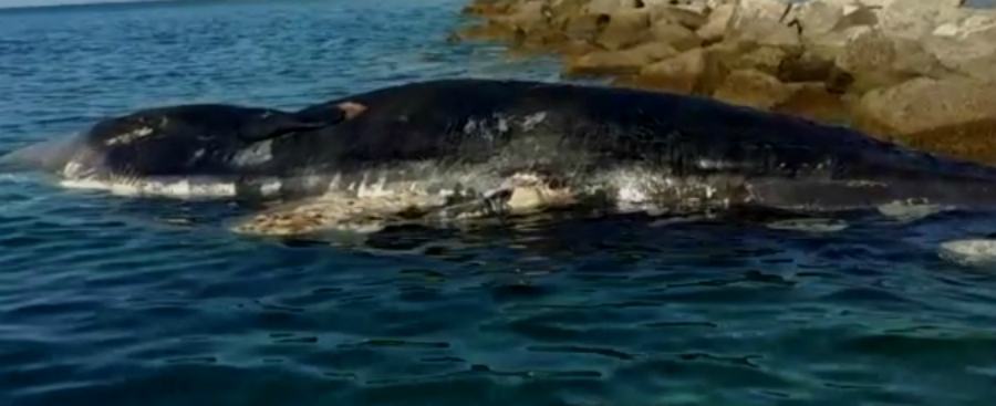 Capodoglio di 15 metri trovato morto davanti alla spiaggia 54 capodoglio palizzi2