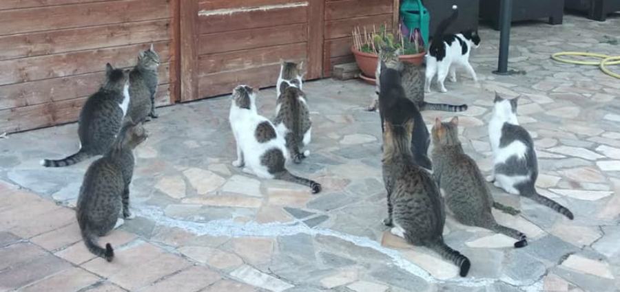colonia felina 2