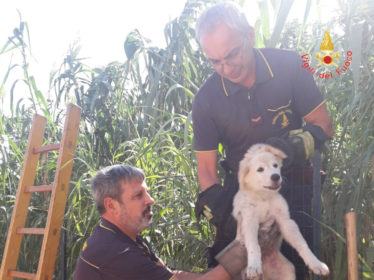 cucciolo cane salvato vigilfuoco