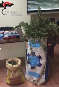 Chili di marijuana e decine di munizioni trovate in casolari abbandonati 54 fa9191097c5f81170c55ba1380fdd640