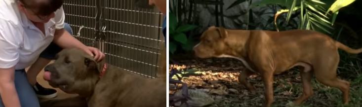 i due pittbull che hanno ucciso serpente