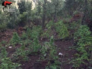 Scoperte 850 piante di cannabis e tre pistole clandestine con munizionamento 54 piantagione cannabis RC