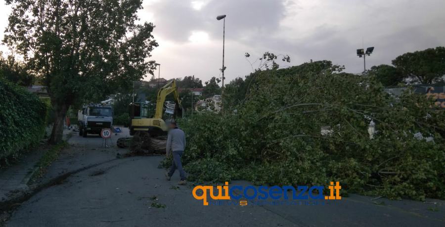 albero abbattuto vento sant agostino 01