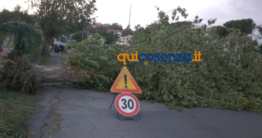 albero abbattuto vento sant agostino 03