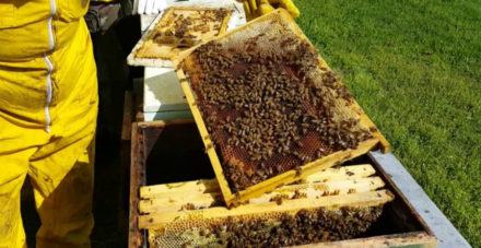 Biodiversità in apicoltura: in fase di pubblicazione le graduatorie 54 apicoltura