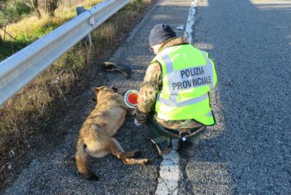 San Giovanni in Fiore, trovato morto lupo della Sila 54 Lupo Sila 2 1
