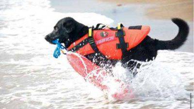 Lux labrador bagnino