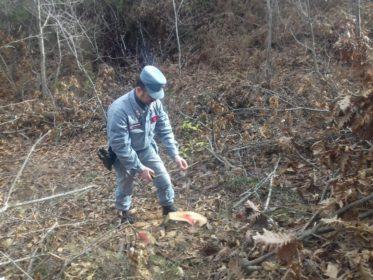 Acri, furto di legna in un bosco privato: due arresti 56 controllo ceppaie tagliate