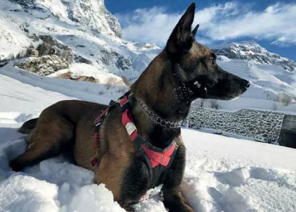 Partenope è dolcezza pura. Cani eroi italiani: Malice salva sciatore travolto da valanga 55 malice ok