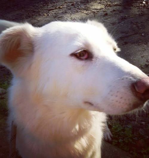 Partenope è dolcezza pura. Cani eroi italiani: Malice salva sciatore travolto da valanga 54 partenope ok